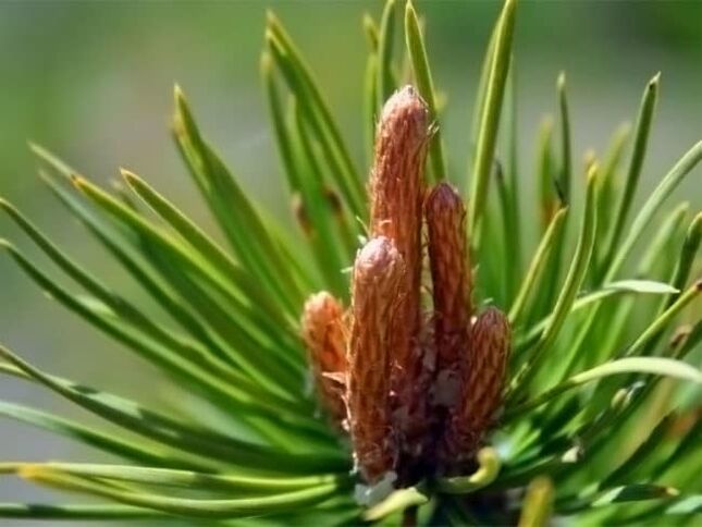 pine buds for the treatment of neck pain